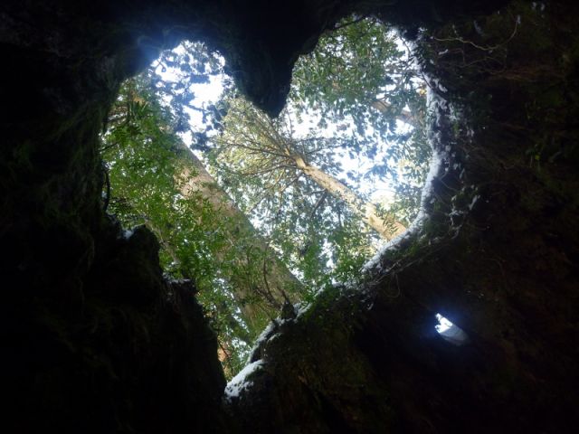 縄文杉 大満足10時間トレッキング 日帰りコース 屋久島道の駅観光 じゃらん遊び体験 縄文杉 大満足10時間トレッキング 日帰りコース 屋久島道の駅観光 じゃらん遊び体験