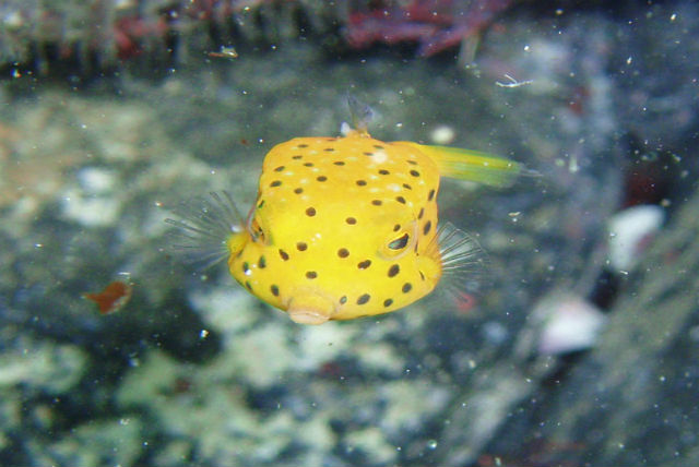 南の島から来たミナミハコフグの子供です。9月過ぎから熱帯魚が続々伊豆に流れ着きます。