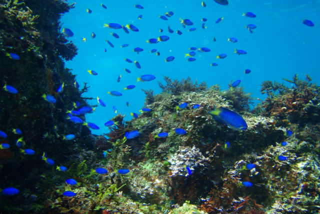 ソラスズメダイの群れ。