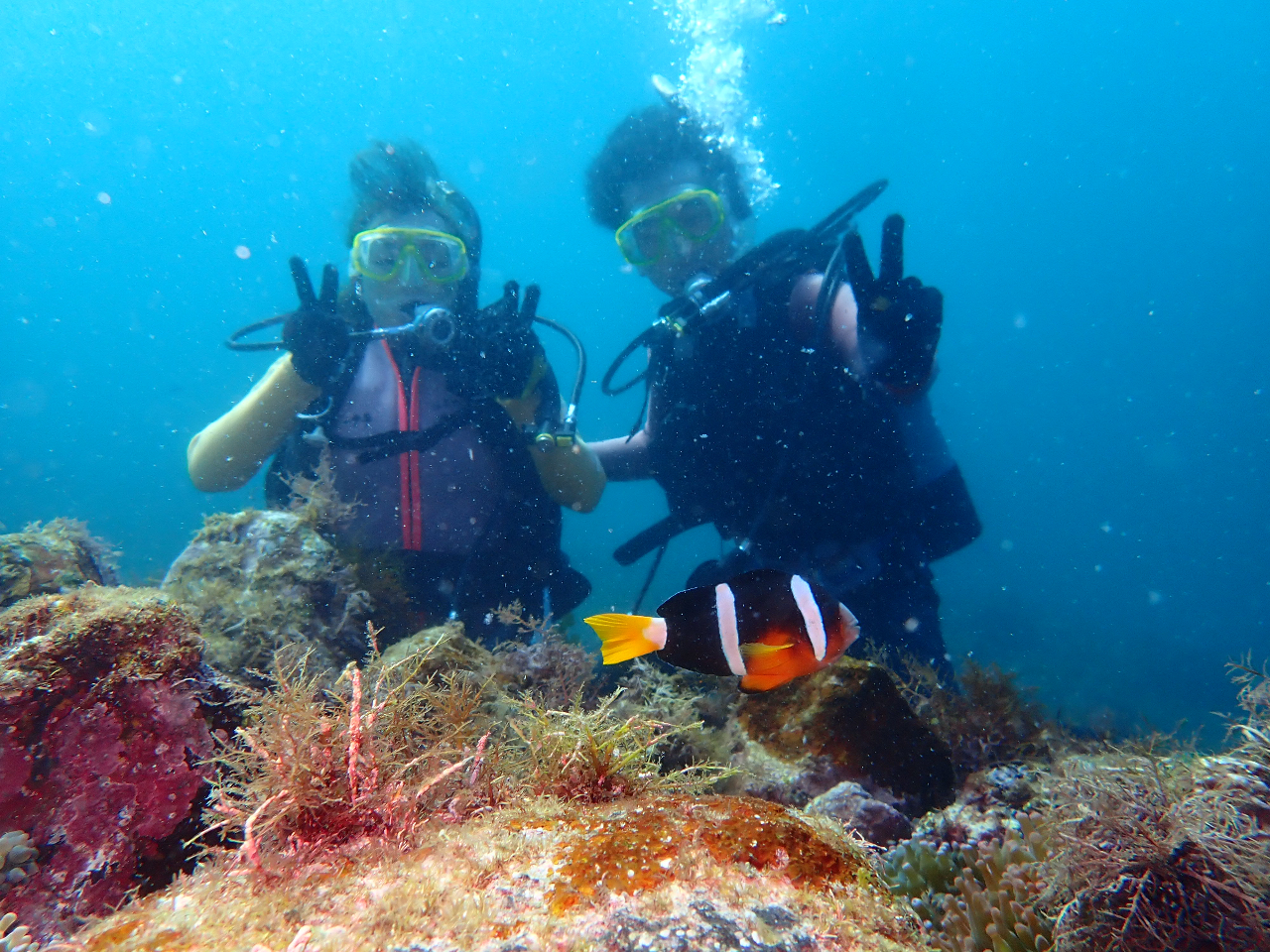 クマノミと一緒にダイビング。