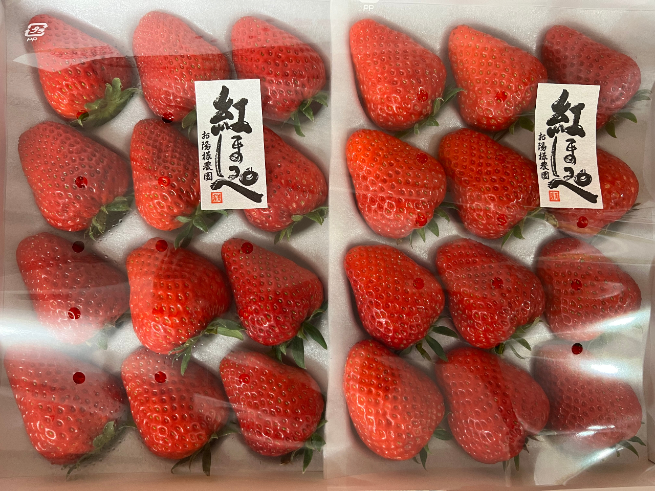 ≪愛知・田原市×いちご狩り≫〈2025/4/1~5/31〉お陽様農園自慢 ≪愛知・田原市×いちご狩り≫〈2025/4/1~5/31〉お陽様農園自慢
