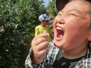 「ブルーベリーは酸っぱい」って思っていませんか?本当は甘い果実なんですよ!夏休みの思い出にブルーベリー狩りに行こう!