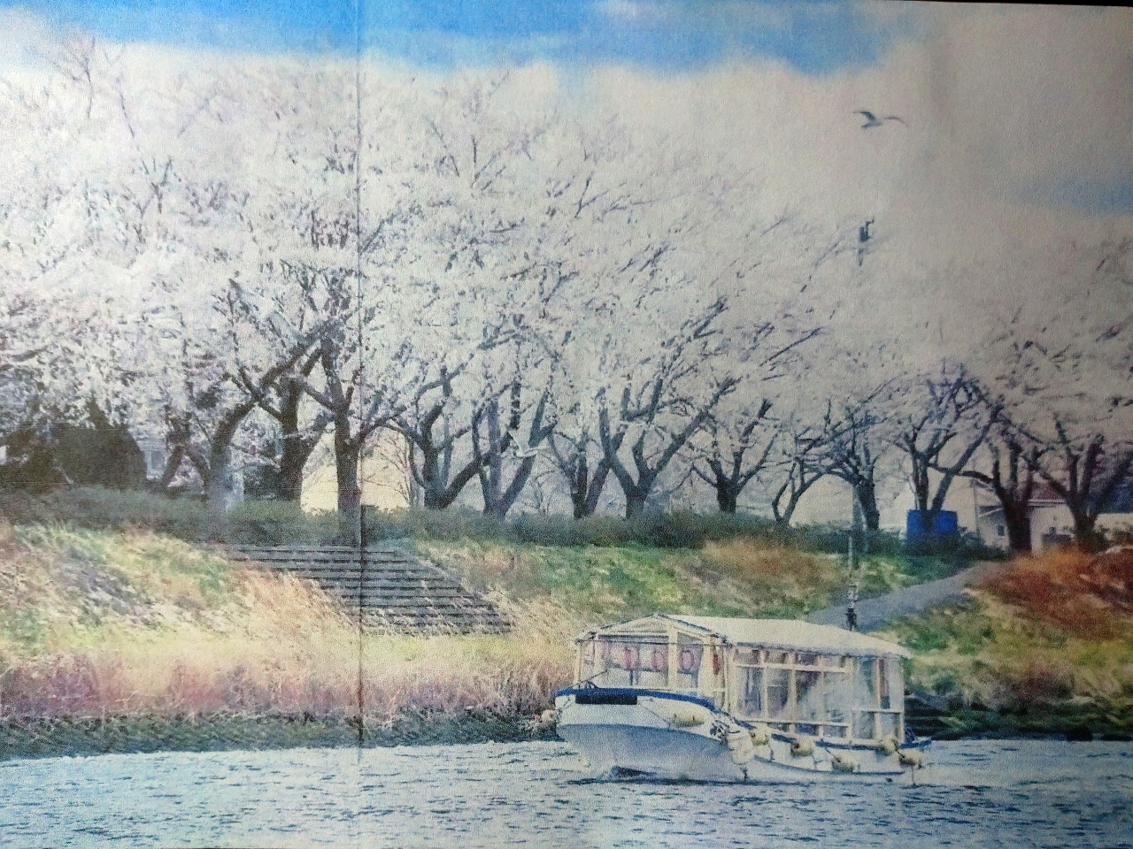 新井田川両岸の満開の桜並木の前を航行する八戸屋形船みらい号