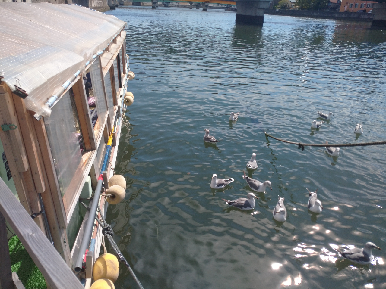 ˂`Du݂炢v̉ŁAGT̂҂u݂˂v̌QBGT傤IƖĂ܂B