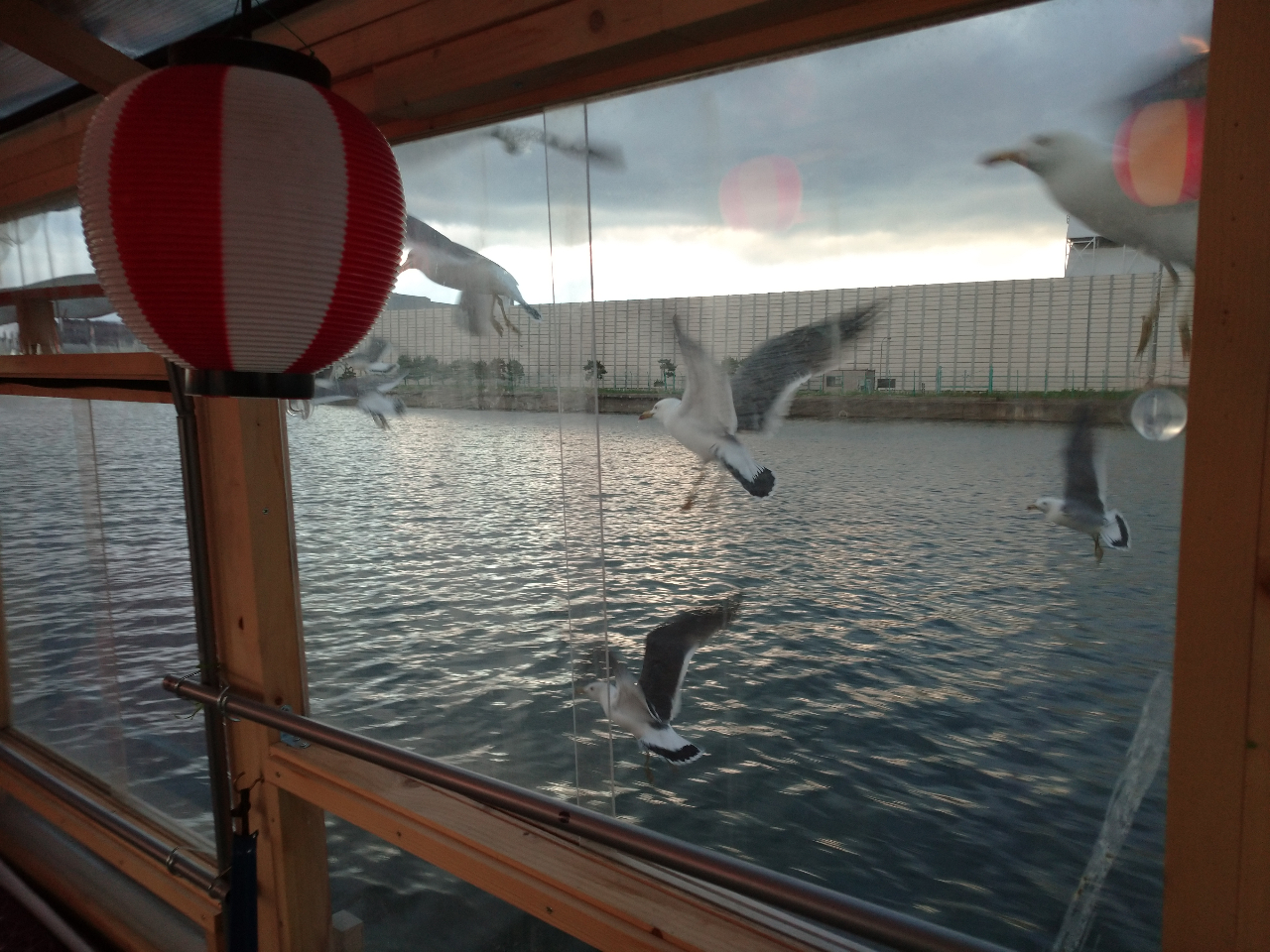 H̍ԂɃE~lR̉aty߂܂I