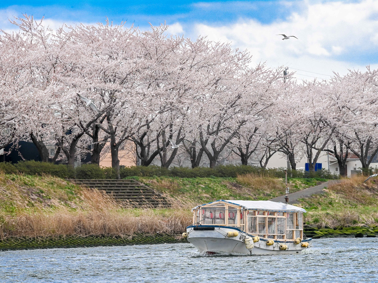 �V��c�쉈���̖��J�̍����ؕ��i