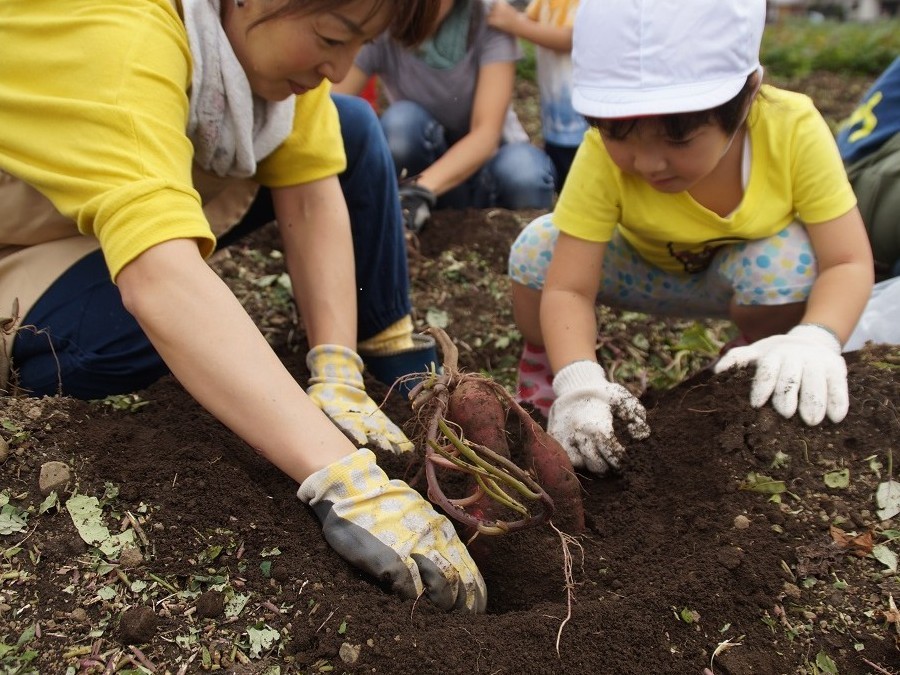 【川越・芋ほり体験】2025年！食欲の秋！小江戸川越でさつま芋ほり体験！家族みん...