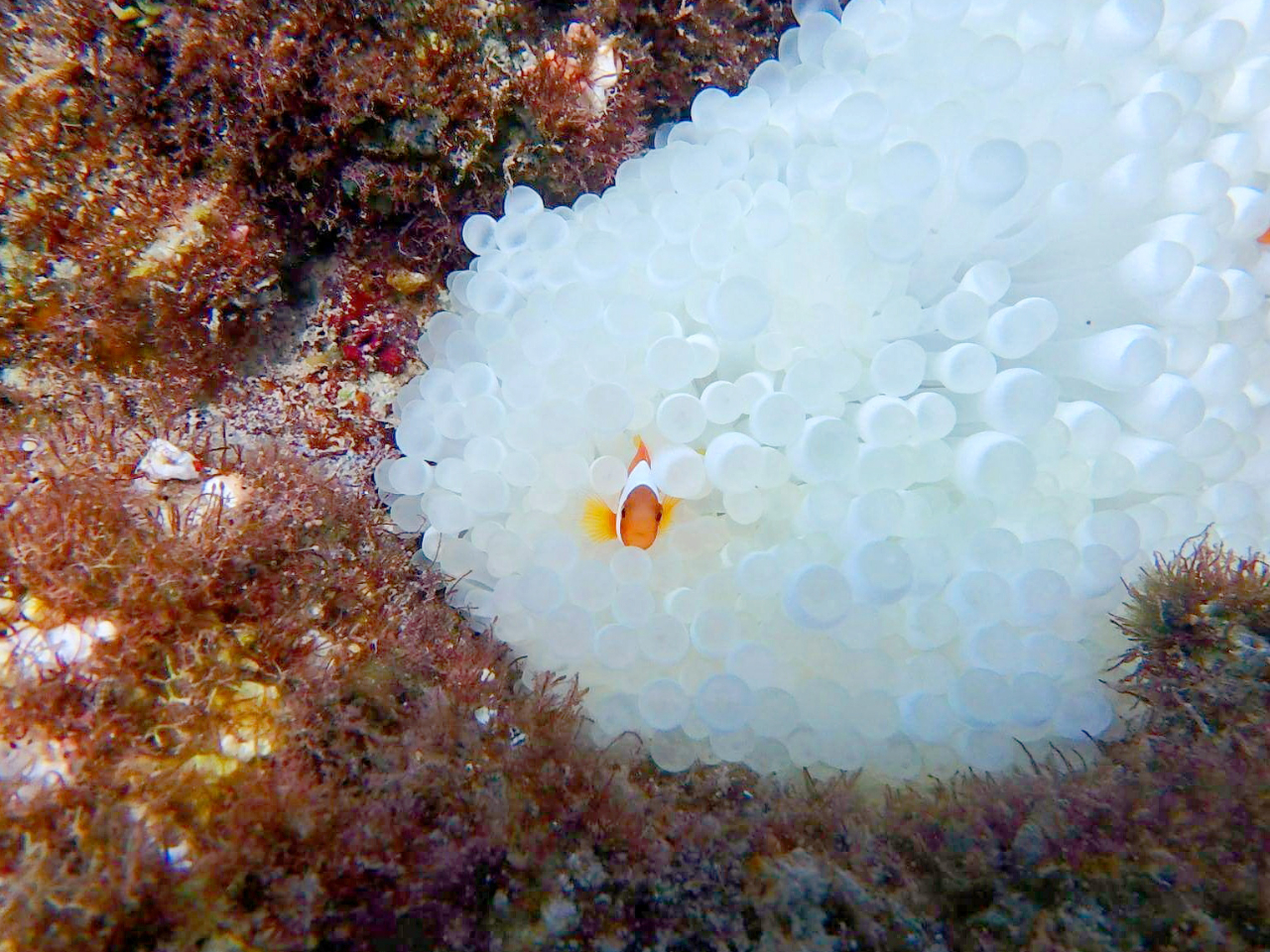 jɂ邩IH Vm[PO玩Rɉ̊C\BjɂołƎv܂I