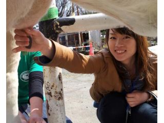 乳搾り体験。通常は機械で乳絞りを行いますが、体験をさせてくれる牛はおとなしいので手で絞ることができます。(牛は年度や体調などによって違います。)