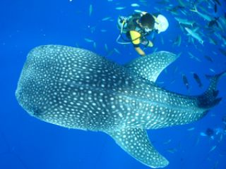 大迫力のジンベイザメ