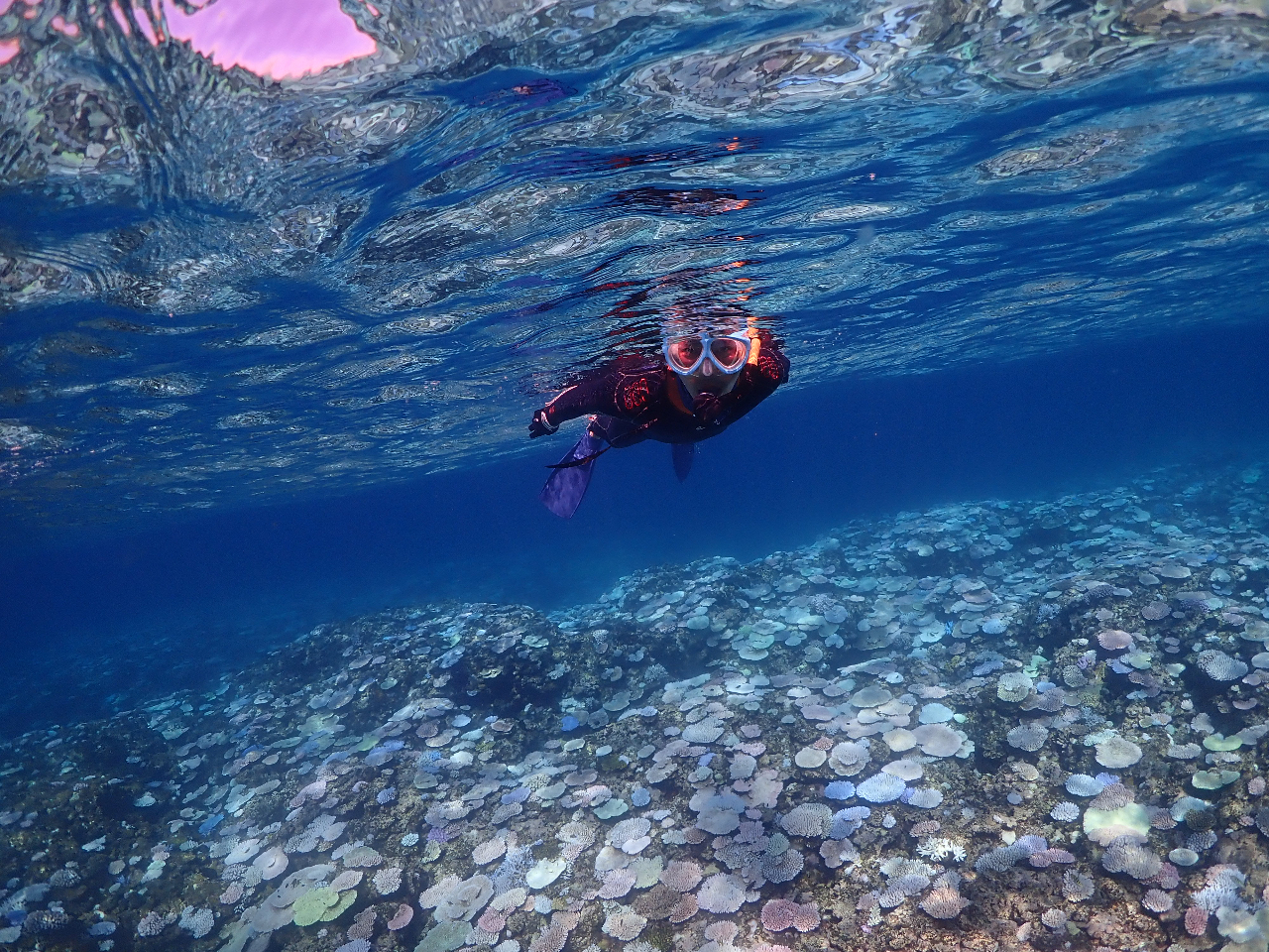 �Ί_���̃L���C�ȊC�����ē����܂��I