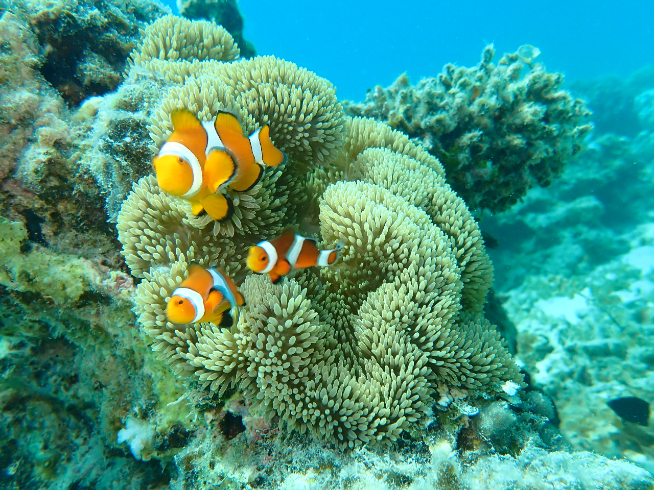 ���킢���J�N���N�}�m�~