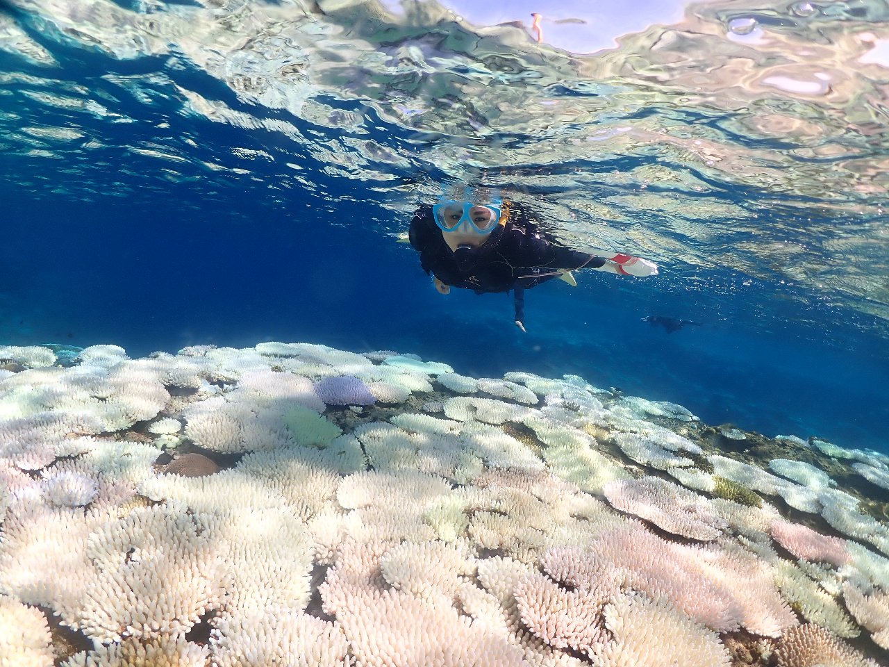 �J���t���ȃT���S�ʂ����\�I