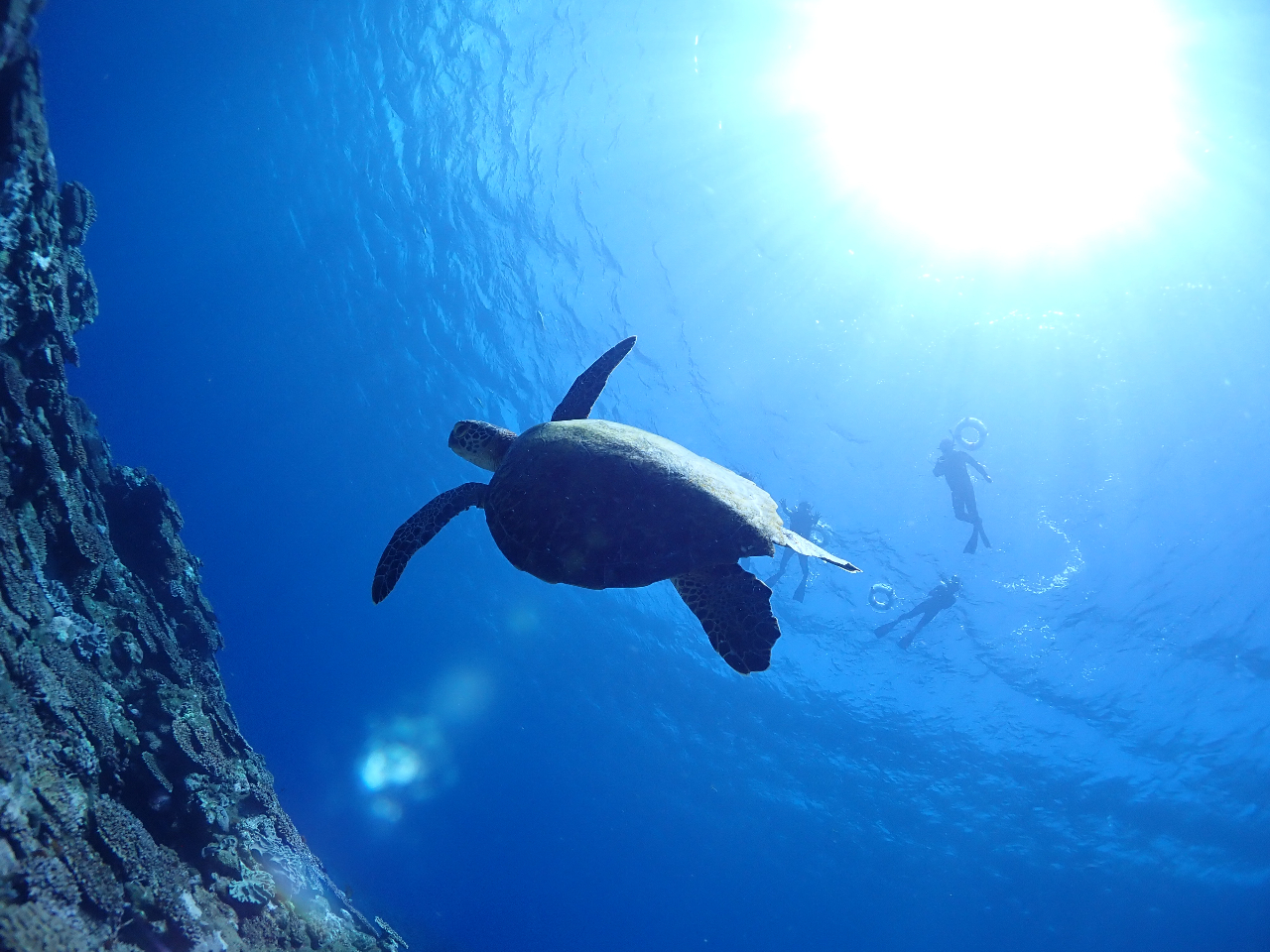 ウミガメと一緒に泳ごう!