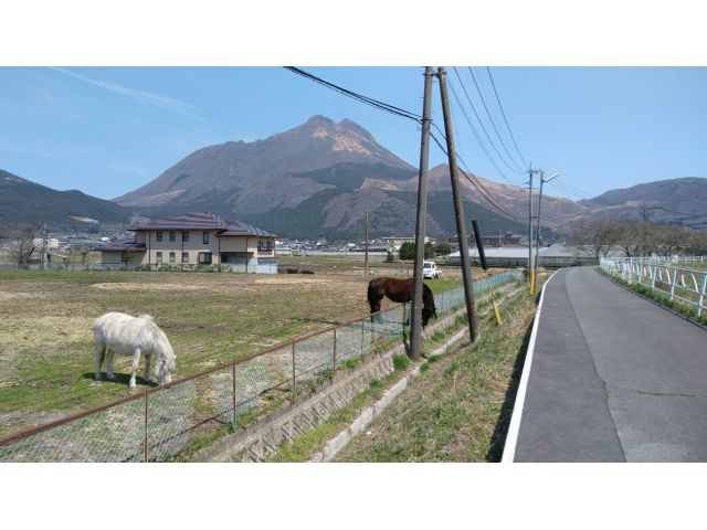 自転車で散策するとこんな出会いもあります。