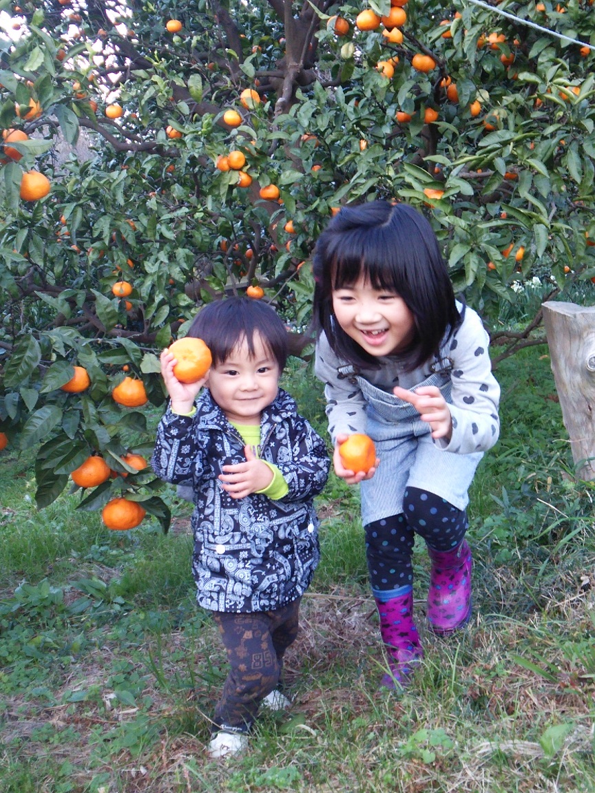 みかん狩り