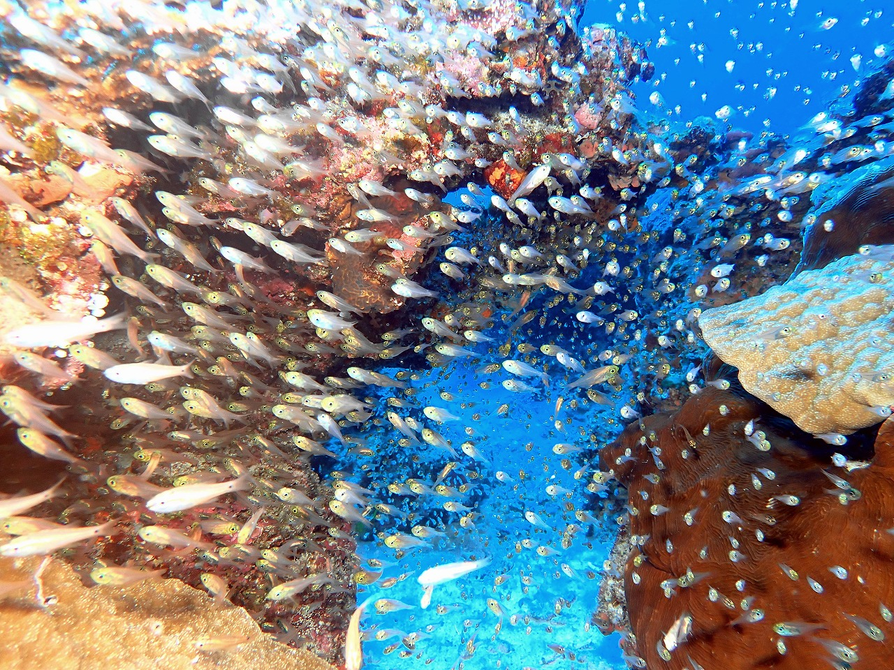 ̌Q͐ŃLLƂƂĂLCBP}