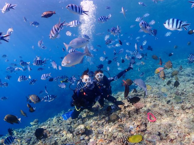 たくさんのお魚たちが海中でお出迎え