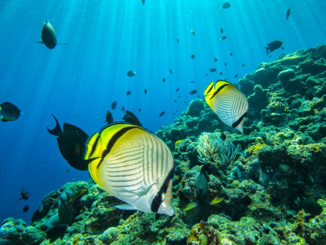 熱帯魚たちが目の前に!餌付け体験付き♪