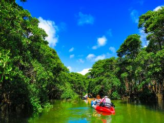 億首川マングローブジャングル