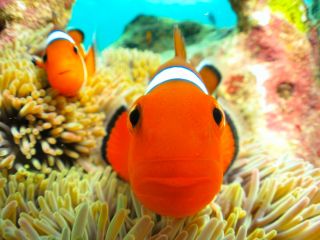 恩納村シュノーケルでニモに会おう!