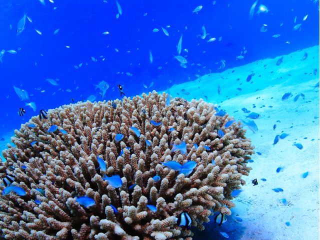 珊瑚に群れるデバスズメダイ