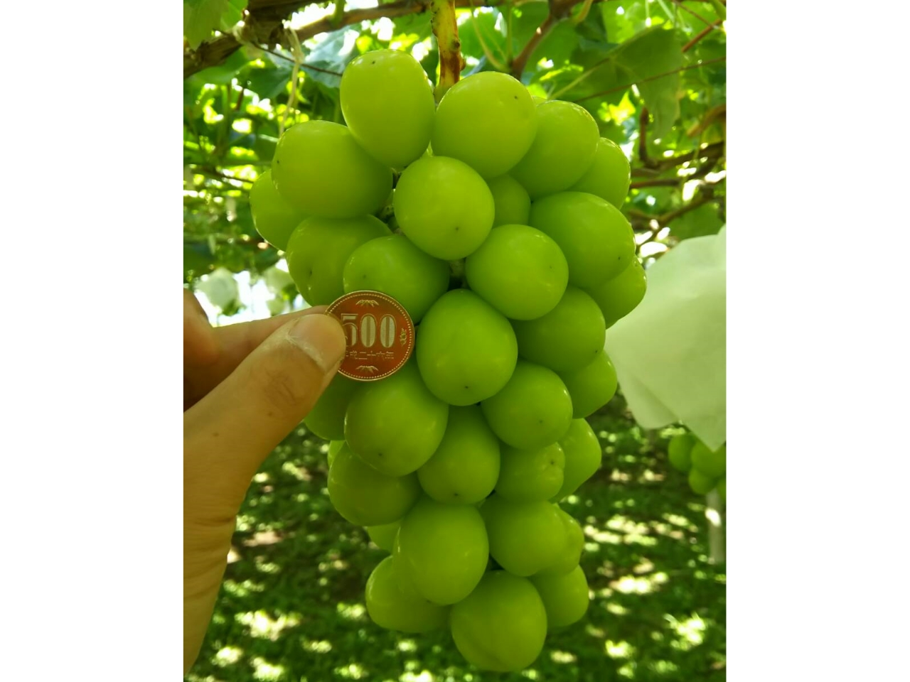 傫500~ʂ炢ɂȂ邩IH