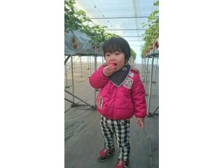 ハウスでいちごを食べ放題です