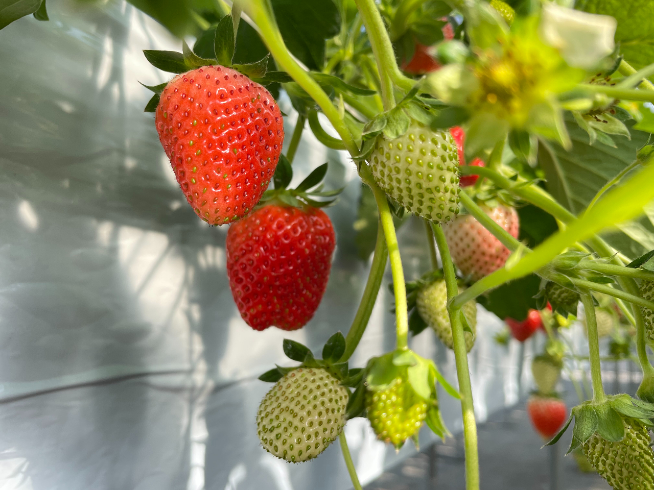 ݍ͔|Ȃ̂ŁAޕKv͂܂