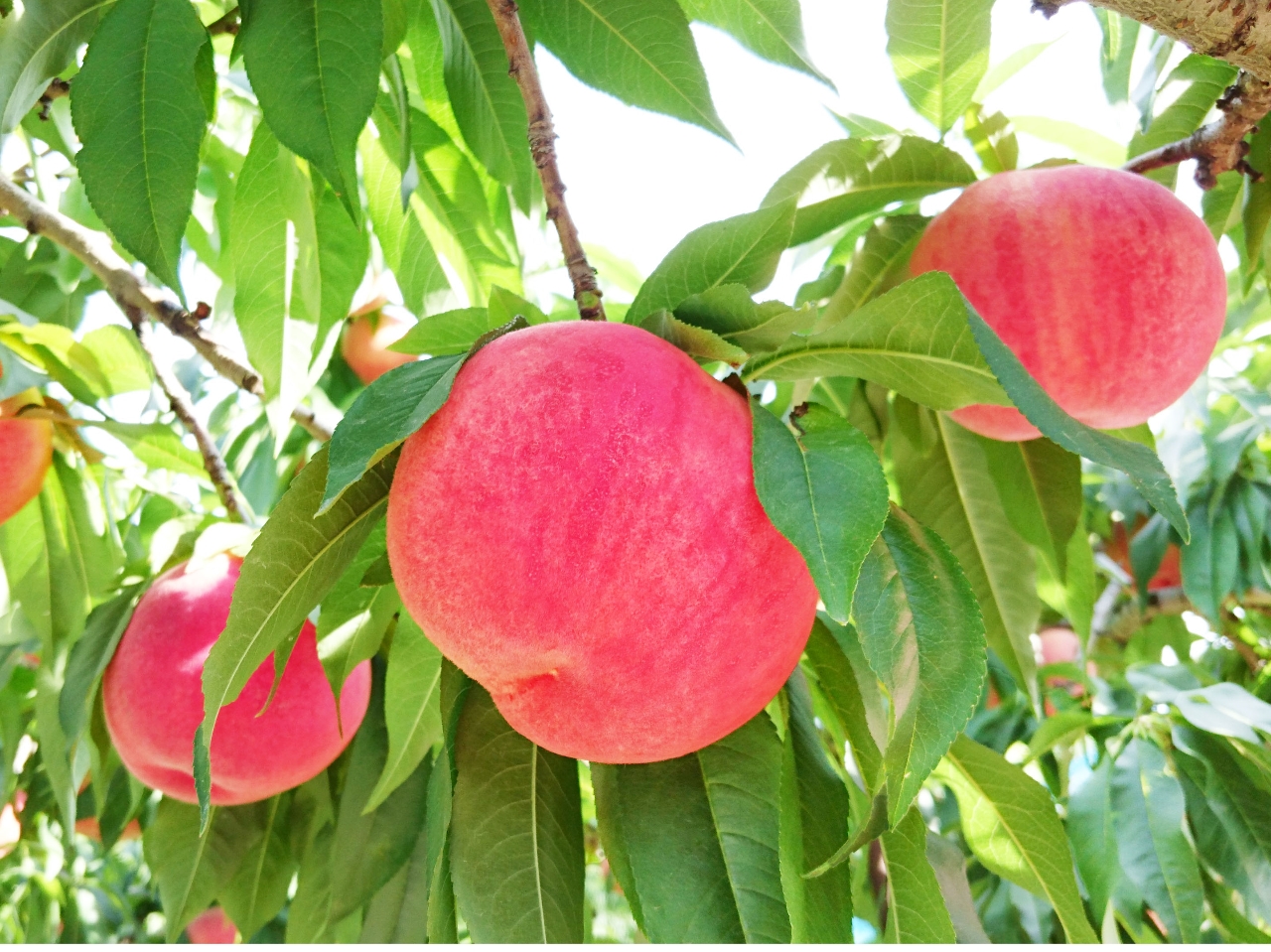 �������ł�������Ă������オ�肢�������܂��I