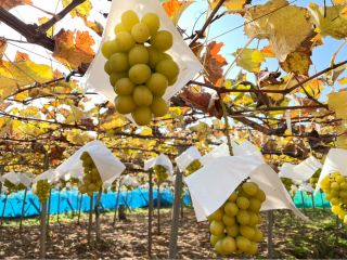 完熟したシャインマスカット!(10月ごろ撮影)