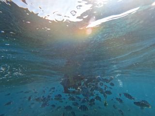 ライフジャケット・水中マスク・シュノーケル・足ヒレ 使用機材 すべて込みのシュノーケルツアーは お手軽プランです。