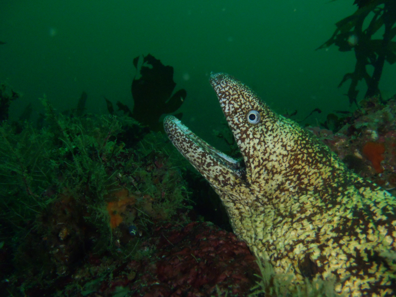 Ec{͉aŃ_Co[ƖڂƓĂ܂EEE