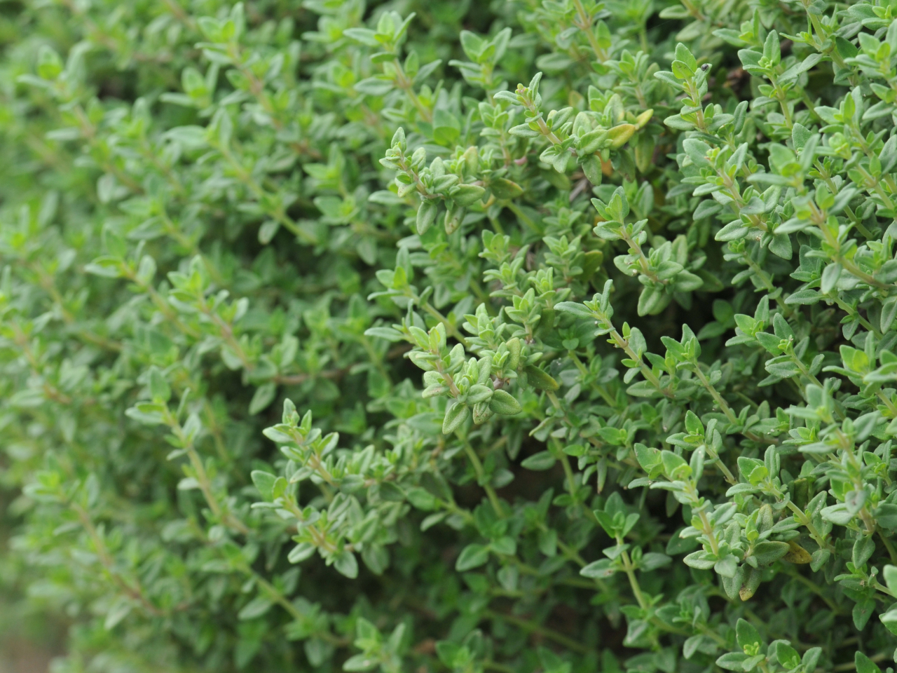 ƍ͔|̃n[ũANZgɎgpĂ܂B