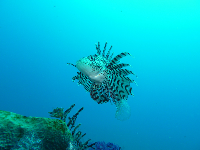 FȌ`AȐFʂ̐ɁA̘AŁ`I