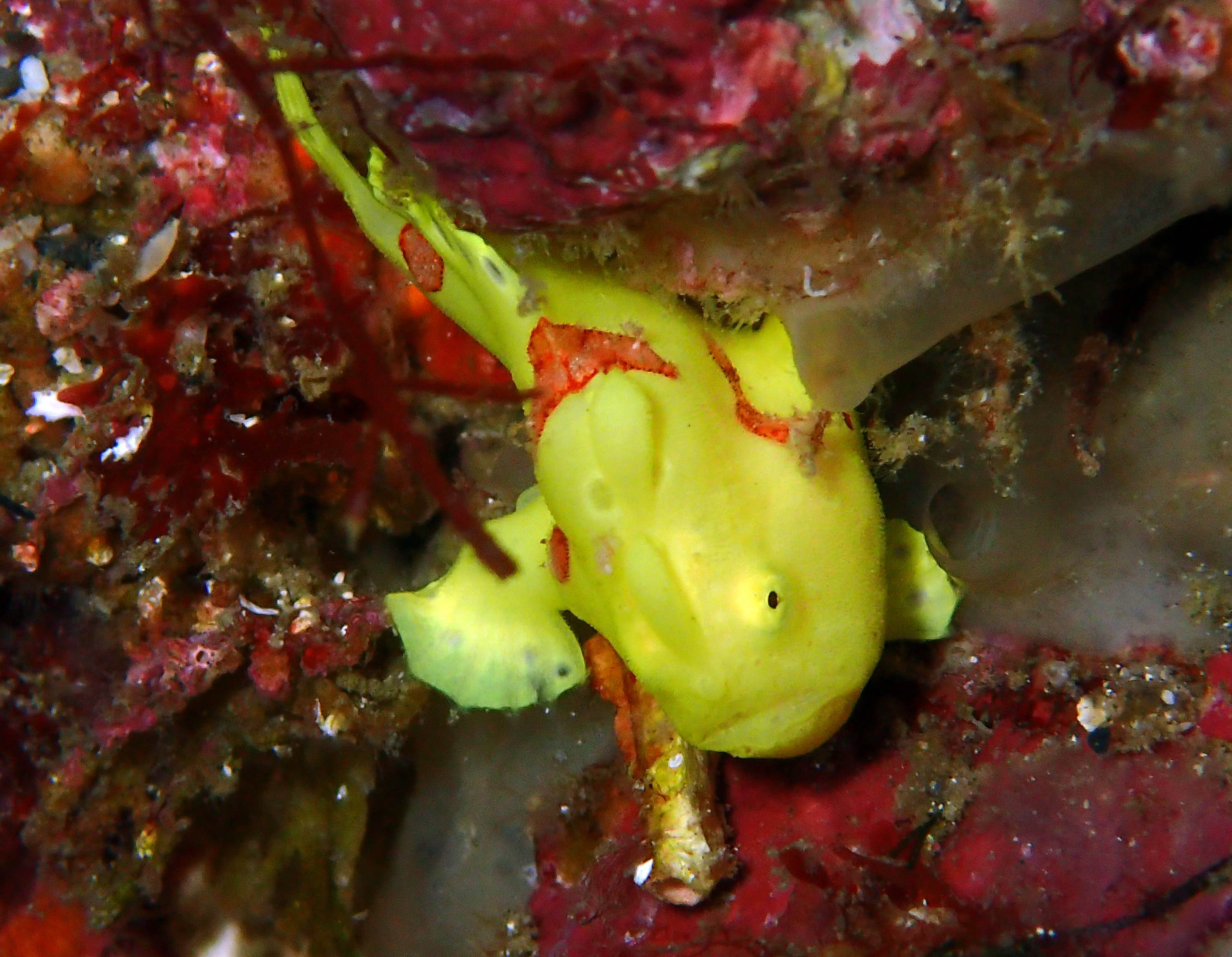 カエルアンコウに会おう!