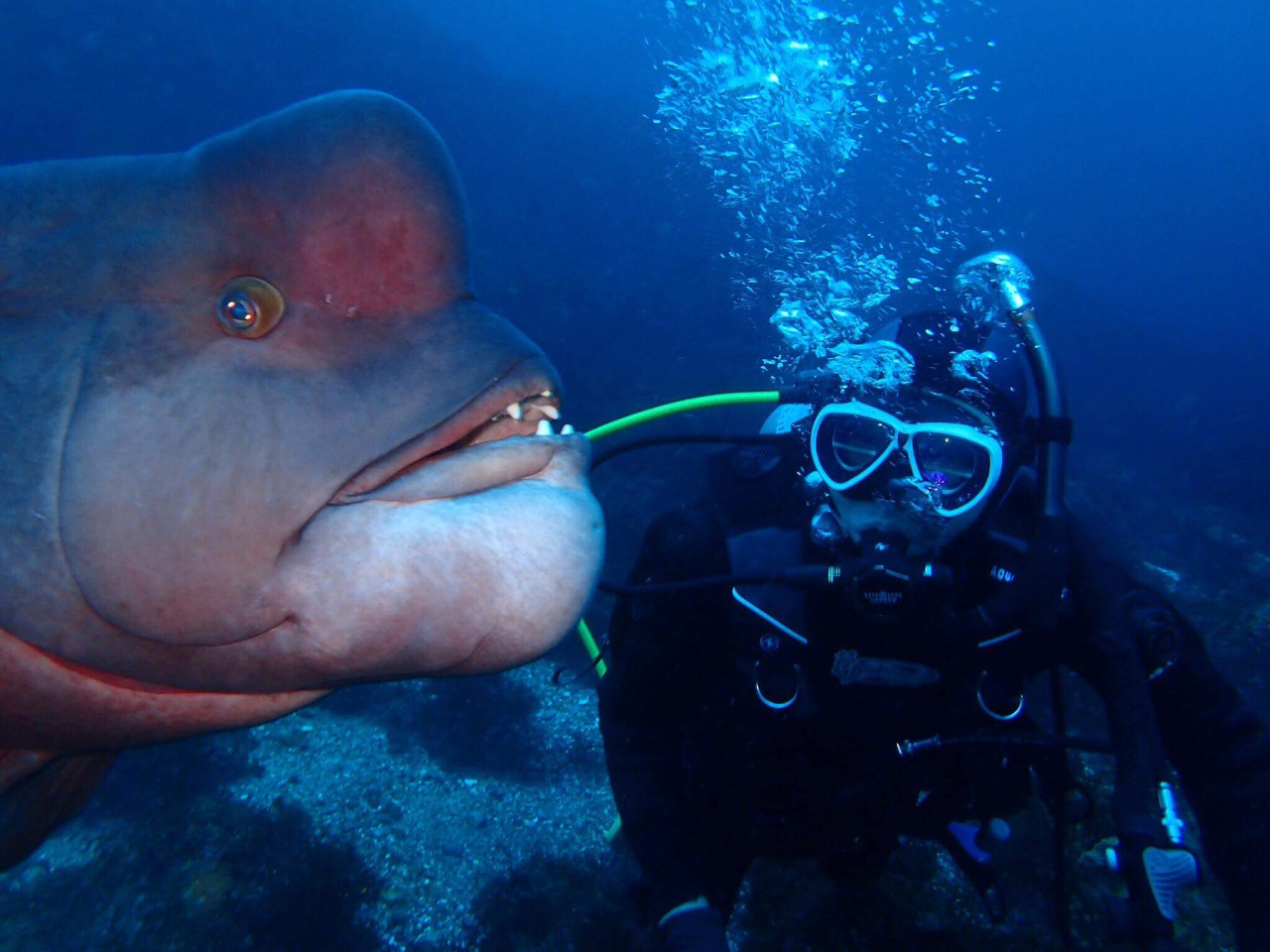 �R�u�_�C�ɐڋߑ����I