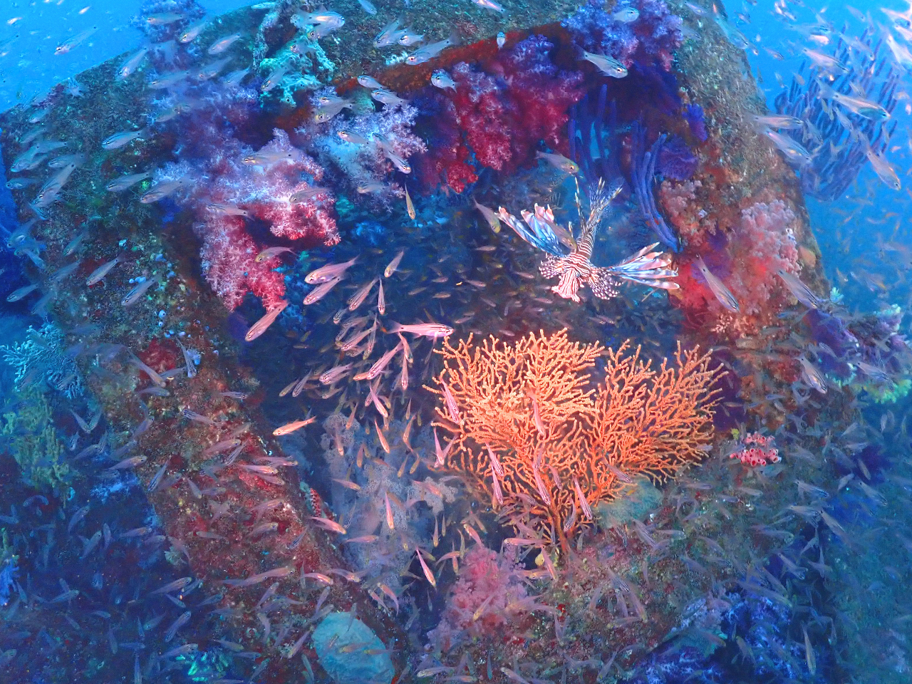 【2ボートファンダイブ】伊豆はビーチだけじゃない!ダイナミックな伊豆をご案内! ...