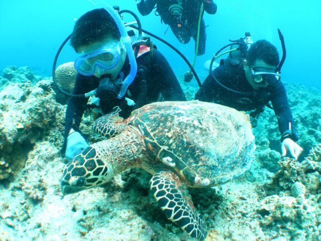 国立公園ケラマ諸島カメポイント!間近でみるカメに圧倒されます。※風や波の向きによりご案内が出来ない場合がございます。