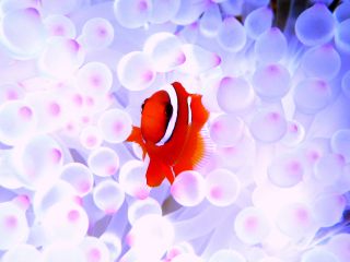 リクエストベース体験ダイビングです。カメポイント・海底砂漠・光の洞窟などなど出来る限りリクエストにお応えします。是非、国立公園ケラマ諸島の海をお楽しみください。