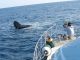 間近でみるクジラは大迫力!