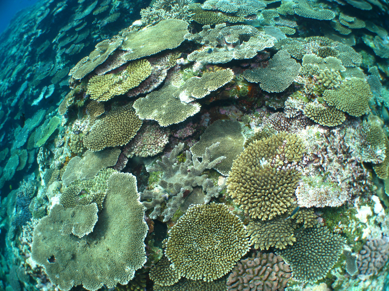 P}̊C̗lqłBP}ɂ͂TOȏ̃_CrO|Cg_݂܂BɂR|CgړȂ̂ŖO邱ƂȂy߂܂B