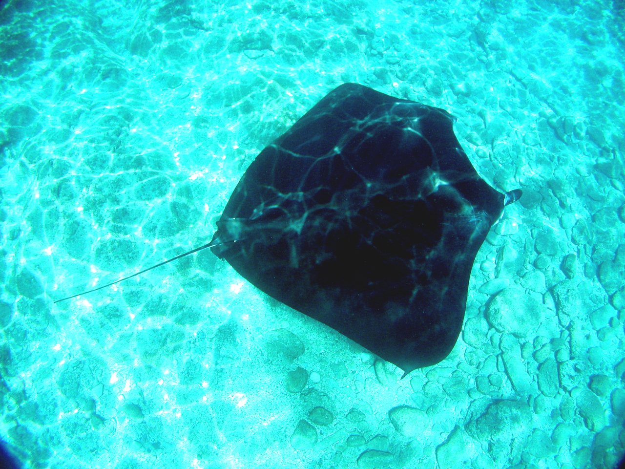 P}̊C̗lqłBP}ɂ͂TOȏ̃_CrO|Cg_݂܂BɂR|CgړȂ̂ŖO邱ƂȂy߂܂B