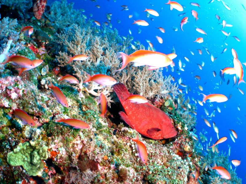 P}̊C̗lqłBP}ɂ͂TOȏ̃_CrO|Cg_݂܂BɈقȂ郍[P[Ṽ|CgRӏړ܂B