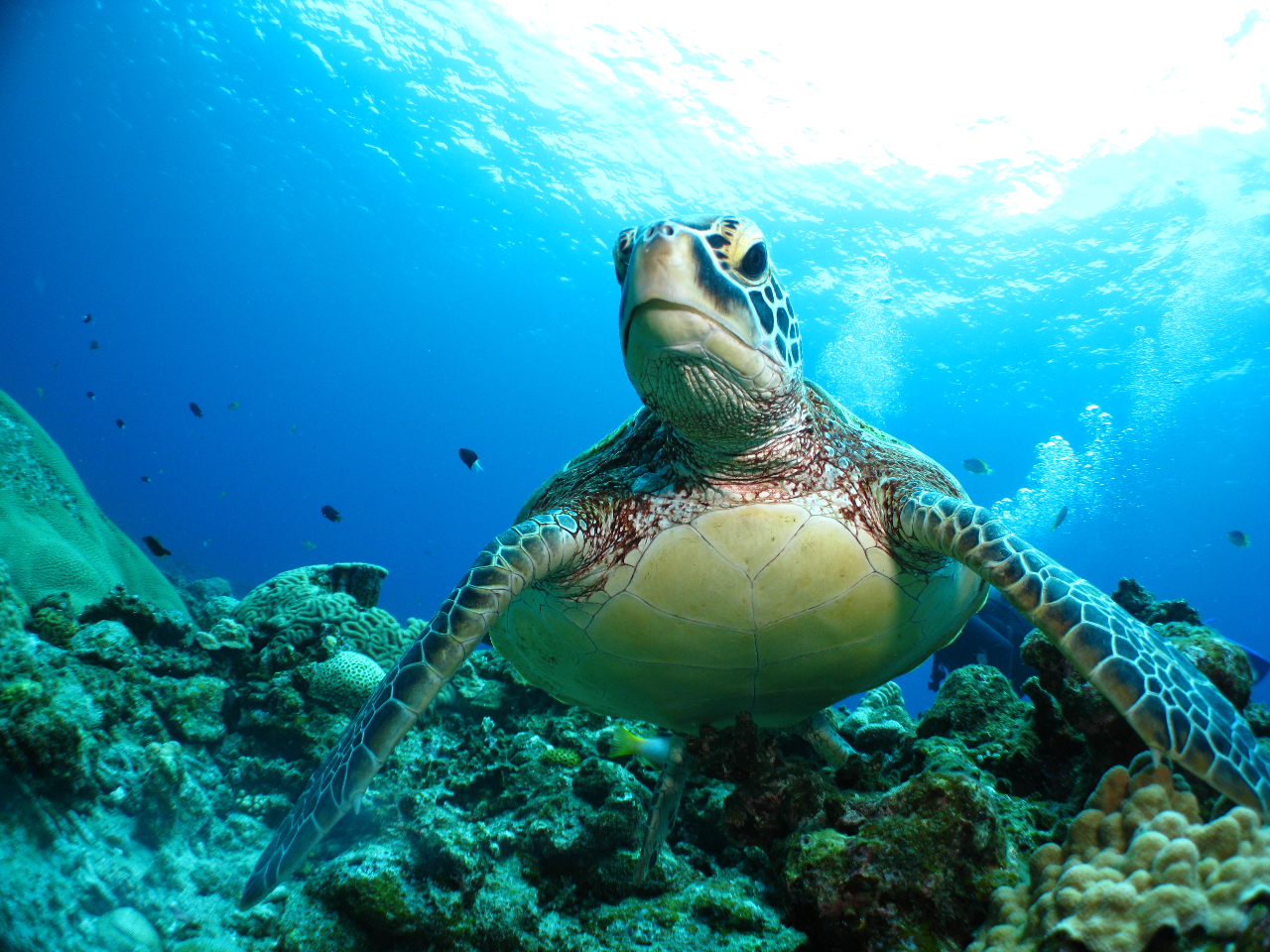 �y���E�~�K���c�A�[����z�E�~�K���������܂ōő�3�_�C�u�A�������ŉ\�̌��ł��B�u����Ȃ�����!�c�O�I�v�ł͏I��点�܂���I