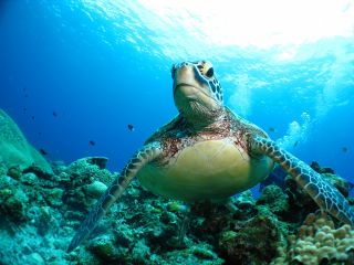 【※ウミガメツアー限定】ウミガメが見れるまで最大3ダイブ、同料金で可能体験です。「見れなかった!残念!」では終わらせません!