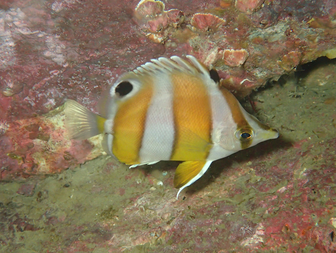 `E`EEI̒Ԃ̃QN_CBCςI