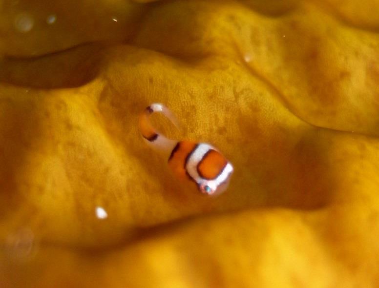 Ԃ_SEIƌقǐlĈ̎qA̓`N`łB