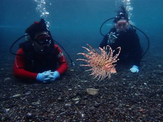 海の中をお散歩していたら、ミノカサゴさんがあいさつしに来てくれたよ。