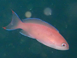 AJIrni_C̗DȉjАŌĂI